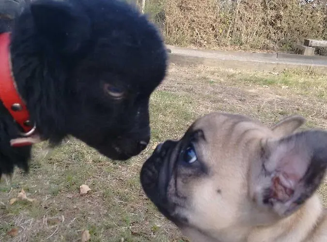 Les Hotes Du Prieure Bed & Breakfast Treize-Vents